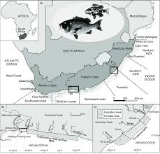 Image result for Cymatoceps nasutus