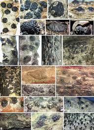 Attēlu rezultāti vaicājumam “Diatrype disciformis”