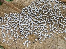 Attēlu rezultāti vaicājumam “Physarum cf. diderma sessile”