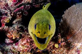 Image result for Gymnothorax funebris