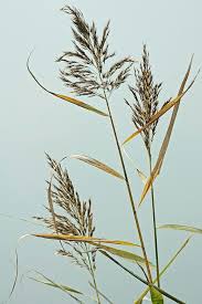 Attēlu rezultāti vaicājumam “Phragmites communis flower”