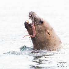 Image result for Eumetopias jubatus