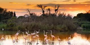 Image result for parque natural de camargue