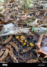 Attēlu rezultāti vaicājumam “Leocarpus sp.”