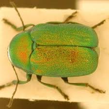 Attēlu rezultāti vaicājumam “Cryptocephalus aureolus, Cryptocephalus sericeus”