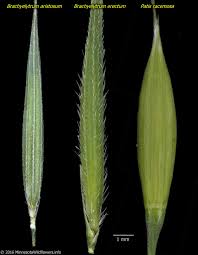 Attēlu rezultāti vaicājumam “Brachytheciastrum velutinum sporophyte”