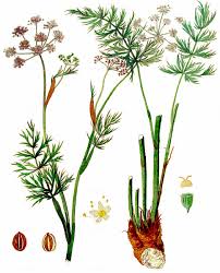 Attēlu rezultāti vaicājumam “Selinum carvifolia fruit”