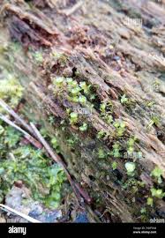 Attēlu rezultāti vaicājumam “Tetraphis pellucida”