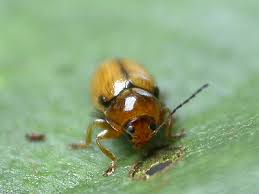 Attēlu rezultāti vaicājumam “Cryptocephalus pusillus”