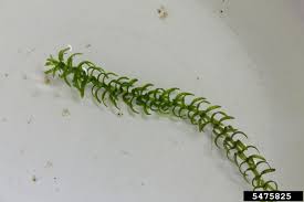 Attēlu rezultāti vaicājumam “Elodea canadensis”