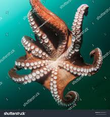 Attēlu rezultāti vaicājumam “Polypogon tentacularius”