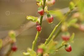 Attēlu rezultāti vaicājumam “Vaccinium myrtillus flower”