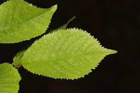Attēlu rezultāti vaicājumam “Cerasus leaf”