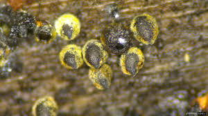 Attēlu rezultāti vaicājumam “Lasiosphaeria ovina”