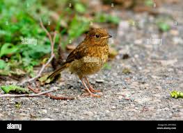 Attēlu rezultāti vaicājumam “Erithacus rubecula juvenile”