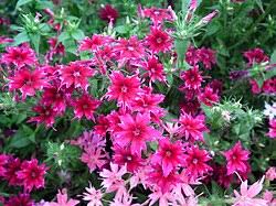 Image result for Phlox drummondii