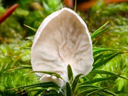 Attēlu rezultāti vaicājumam “Retinia resinella exuvia”