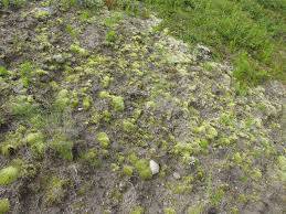 Attēlu rezultāti vaicājumam “Racomitrium canescens sporophyte”