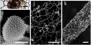 Attēlu rezultāti vaicājumam “Stemonitis marjana stalked”
