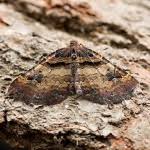 Attēlu rezultāti vaicājumam “Earophila badiata”