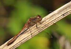 Attēlu rezultāti vaicājumam “Sympetrum vulgatum male”