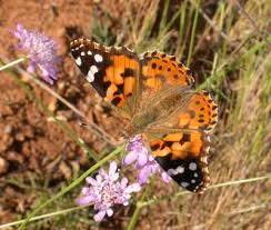 Attēlu rezultāti vaicājumam “Nymphalidae”