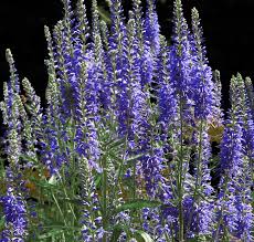 Attēlu rezultāti vaicājumam “Veronica longifolia fruit”