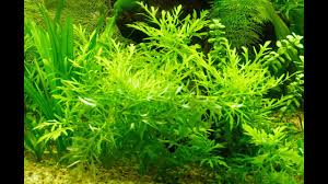 「水蘭」的圖片搜尋結果