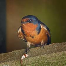 Attēlu rezultāti vaicājumam “Hirundo rustica adult”