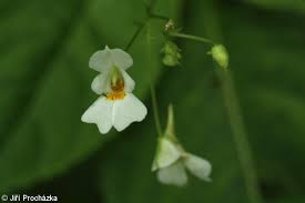Attēlu rezultāti vaicājumam “Impatiens parviflora flower”