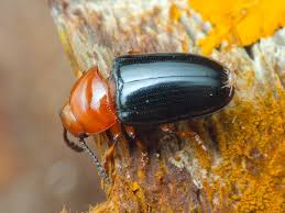 Attēlu rezultāti vaicājumam “Triplax russica”