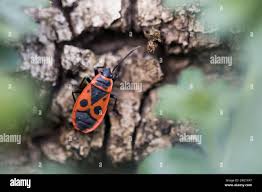 Attēlu rezultāti vaicājumam “Pyrrhocoris apterus imago”