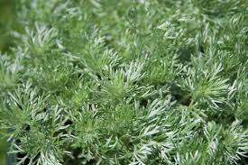 Image result for Artemisia gmelinii