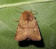 Attēlu rezultāti vaicājumam “Eriopygodes imbecilla”