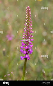 Attēlu rezultāti vaicājumam “Gymnadenia conopsea bud”