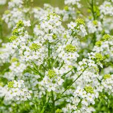 Attēlu rezultāti vaicājumam “Armoracia rusticana flower”