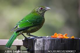 「綠羽毛」的圖片搜尋結果