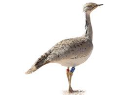 Image result for Chlamydotis macqueenii