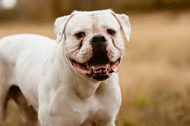 Image result for Bulldogs Power and strength