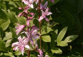 Image result for Diptam