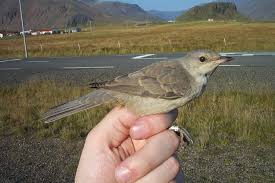 Attēlu rezultāti vaicājumam “Sylvia nisoria”