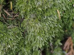 Attēlu rezultāti vaicājumam “Pseudotaxiphyllum elegans”