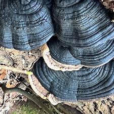 Attēlu rezultāti vaicājumam “Phellinus populicola”
