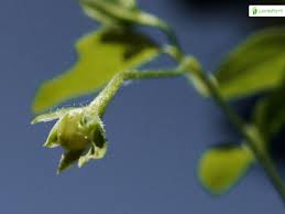 Attēlu rezultāti vaicājumam “Moehringia trinervia bud”