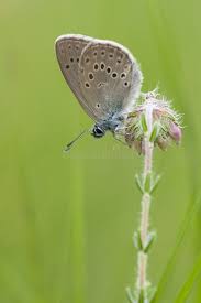 Attēlu rezultāti vaicājumam “Maculinea alcon underside”