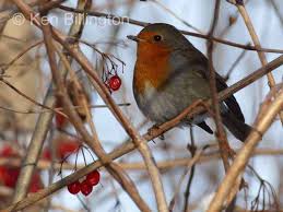 Attēlu rezultāti vaicājumam “Erithacus rubecula”