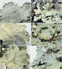 Attēlu rezultāti vaicājumam “Parmelia serrana”