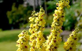 Image result for Königskerzen