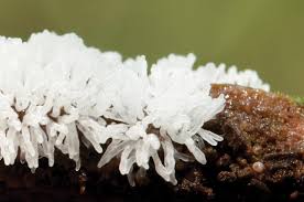 Attēlu rezultāti vaicājumam “Diderma chondrioderma spores”