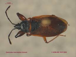 Attēlu rezultāti vaicājumam “Gastrodes grossipes”